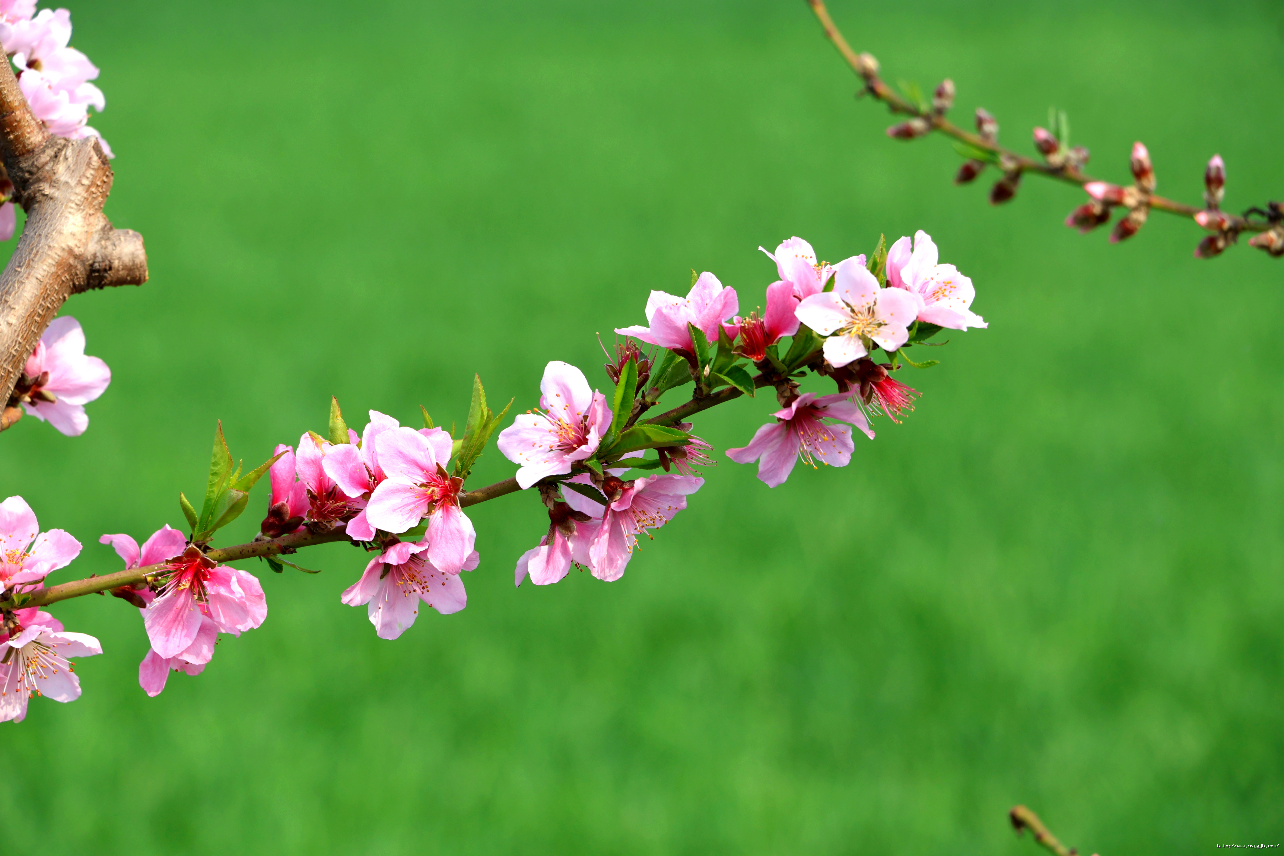 優(yōu)秀獎(jiǎng)總經(jīng)理辦公室+楊然+《花開陽光，向陽而生》.png